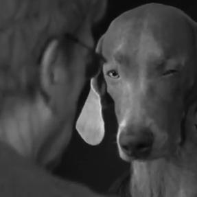 The Gentle Dog