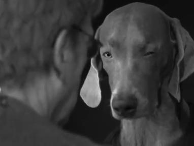 The Gentle Dog