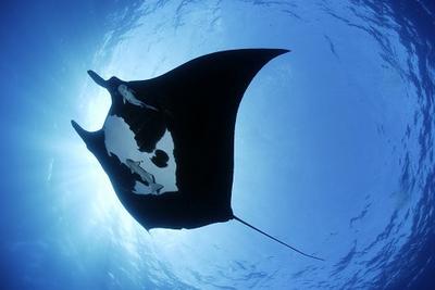 Mantarochen Modepilot