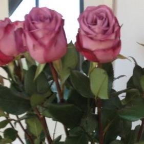 Rosen, Jasmin, Aprikosen: Ab ins Töpfchen!