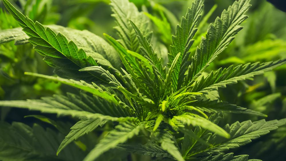 Nutzhanf CBD Modepilot Öl Lotion Adrex