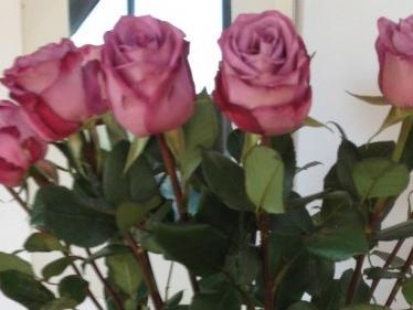 Rosen, Jasmin, Aprikosen: Ab ins Töpfchen!